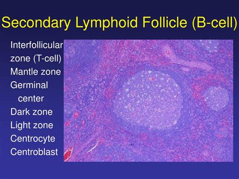 Ppt Leukopenia Leukocytosis Powerpoint Presentation Id 425635