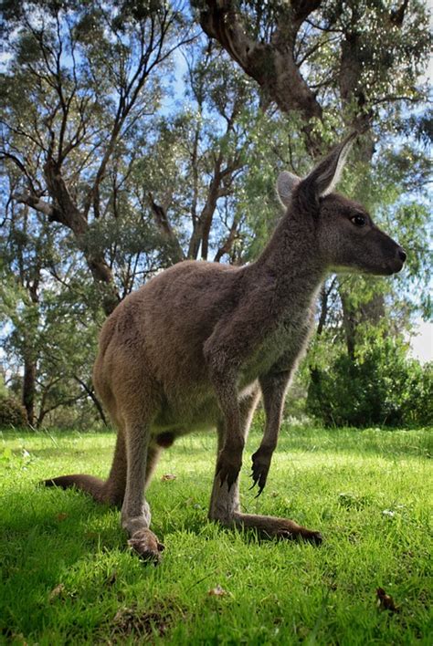 Kangaroo Animal Marsupial Free Photo On Pixabay Pixabay