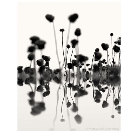 Abstract Photography, Black and White Photography, Abstract Black and White, Botanical Print ...