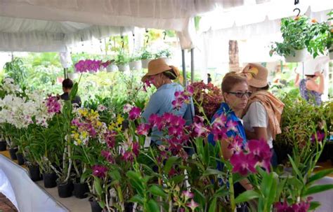 Detalles Del Xvi Festival Nacional De Plantas Y Flores Diario Libre