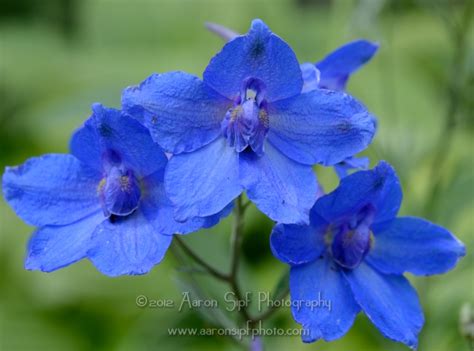 Delphinium Chinensis Blue Butterfly