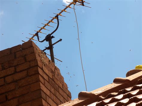 Bee removal in Johannesburg, bees removed in a chimney , http