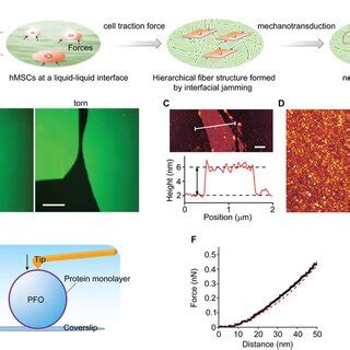 Protein Nanosheets At PFO Interface Adapt Dynamically To Cellgenerated