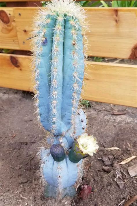 Cactus Watering Guide Water Your Cacti Right To Survive