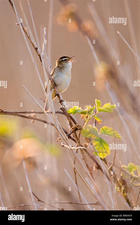 Sedge Warbler Acrocephalus Schoenobaenus Singing Stock Photo Alamy