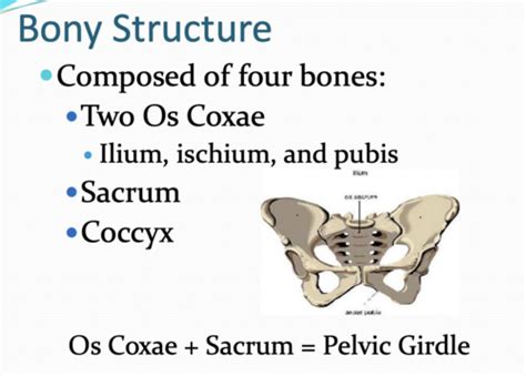 Pelvic Floor Flashcards Quizlet