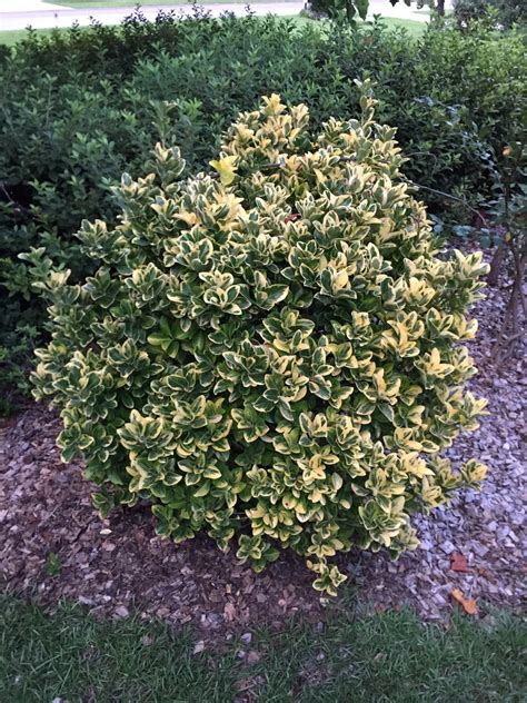 Euonymus Japonicus White Spire Japan Spindle Die Schonsten Blumenbilder