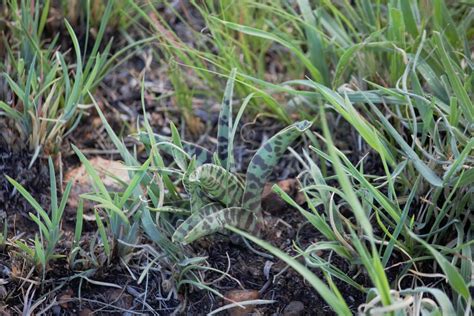 Highveld African Hyacinth From Carletonville South Africa On