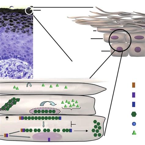 Figure Filaggrin FLG Expression And Functions In The Epidermal Skin