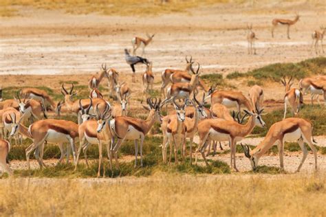 Springbok in Natural Habitat in Etosha National Park in Namibia Stock ...