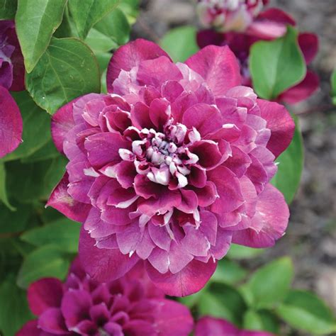 Powojnik Hot Kisses PBR Kolor Różowy