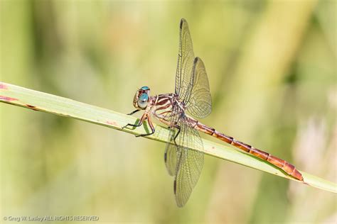 Russet Tipped Clubtail Stylurus Plagiatus