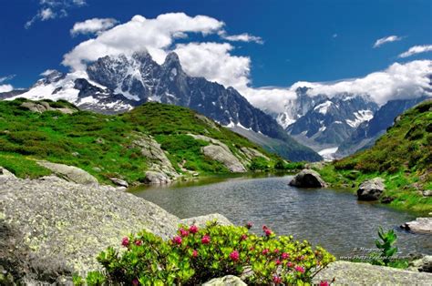 Fleurs De Montagne Un Joli Petit Lac De Montagne Le Lac De La