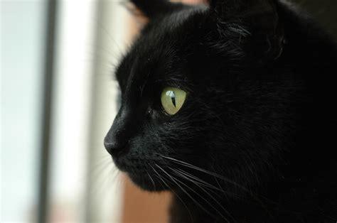 Cara De Gato Preto Estrelando Fora Foto Premium