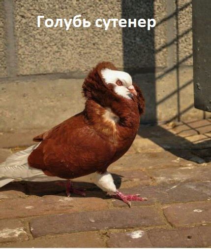 Картинки с надписями. Голубь сутенер.