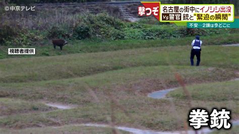 イノシシvs警官“緊迫の瞬間” 名古屋の街中に出没 Youtube