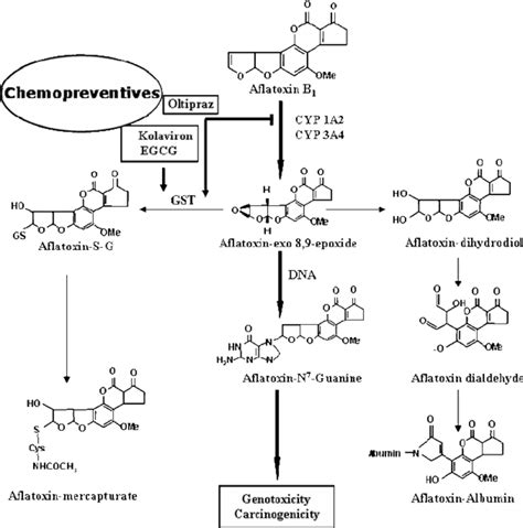 Major Mechanism Of Biotransformation Of Aflatoxin B Afb To Afb