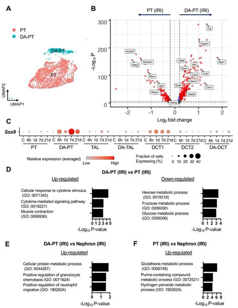 Fig S5 Damage Associated Pt Cells Show An Inflammatory Download