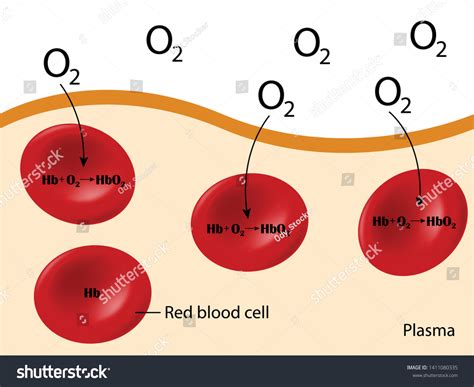 Hemoglobin Carries Oxygen Red Blood Cell Stock Vector Royalty Free