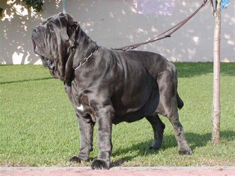 Cute Puppies and Dogs Pictures: Neapolitan Mastiff Dog and Puppies Pictures