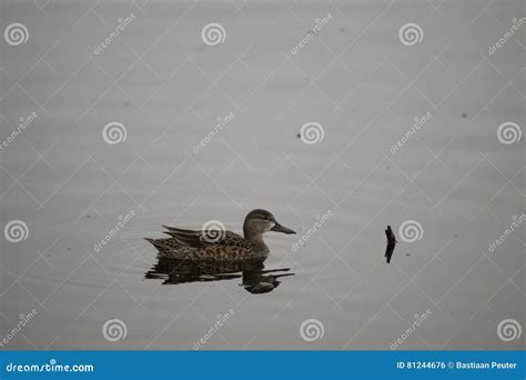 Female Northern Shoveler Duck Stock Photo - Image of waterfowl, daytime: 81244676