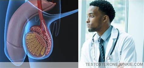 The Relationship Between Hypogonadism And Disease • T E S T O S T E R O ...