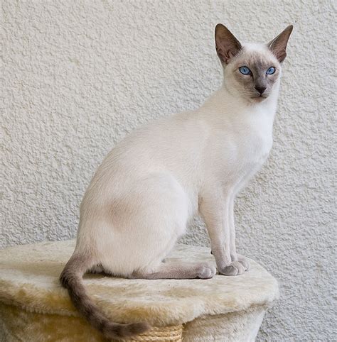 Siamese Cat Breed | Cat n Kitten
