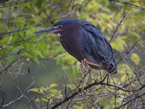 Green Heron - eMuseum of Natural History