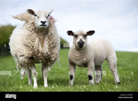 Crossbred sheep with lambs sired by Hampshire Down ram, grazing in ...