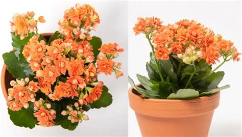 How To Grow And Care For Kalanchoe Gardener S Supply