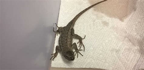 Glue Traps Catches Lizard In Painful Situation Before Rescue | LittleThings.com