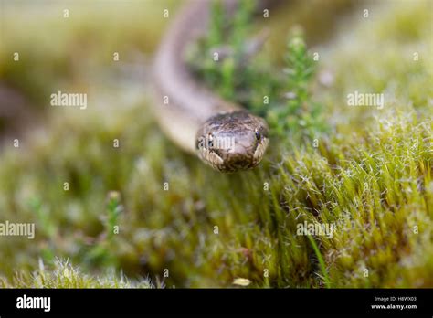 Smooth snake hi-res stock photography and images - Alamy