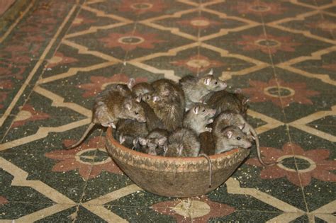 India Rajasthan Deshnoke Rats Sitting In Bowl At Karni Mata Temple