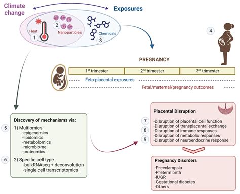 Evolutions In Our Understanding Of Endocrine Disrupting Chemicals