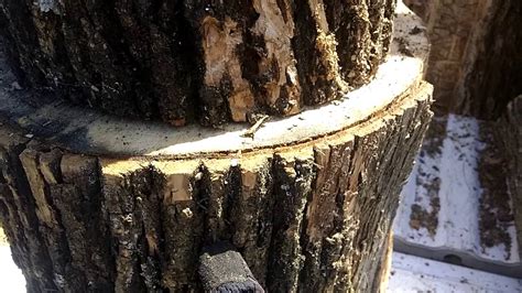 How An Emerald Ash Borer Kills An Ash Tree Youtube