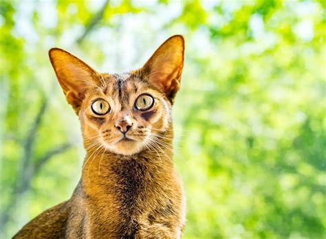 Can Abyssinian Cats Go Outside Reminders When Bringing Your Abyssinian