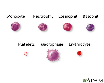 Eosinophil count - absolute Information | Mount Sinai - New York