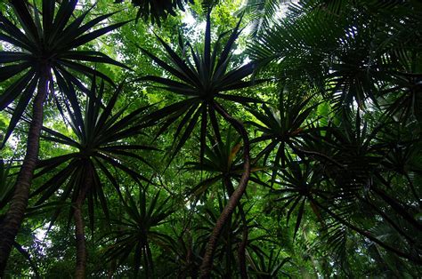 Palmbomen Jungle Bomen Gratis Foto Op Pixabay Pixabay