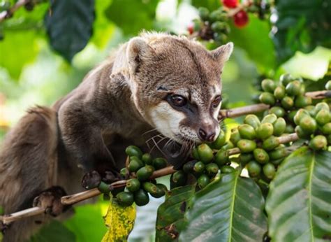 Unveiling The Secrets Behind The High Cost Of Luwak Coffee FNB Coffee