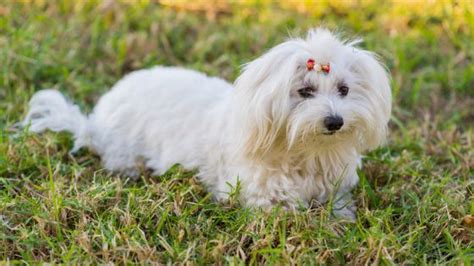 Los 120 Mejores Nombres para perritas Bichón Maltés