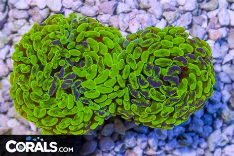 Branching Hammer Australia Yellow Heads Glows Corals