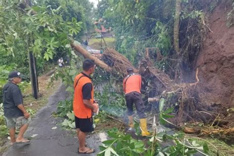 Tanah Longsor Dan Pohon Tumbang Halangi Jalan Di Lodtunduh Denpost