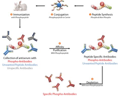 Phosphospezifische Antikörper