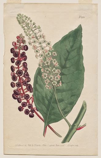 The Botanical Magazine or Flower Garden Displayed: Plate 931, Phytolacca Decandra. Virginian ...