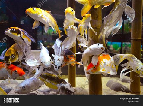 Carp. Aquarium Image & Photo (Free Trial) | Bigstock