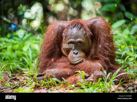 Bornean Orangutan Pongo Pygmaeus In The Wild Nature Central Bornean