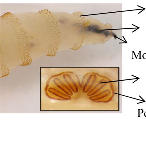 Third Instar Larvae Of Chrysomya Bezziana Download Scientific Diagram