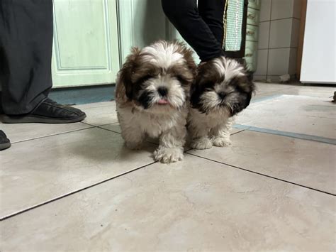 Szczeniaki Shih Tzu Wr Czyca Ma A Olx Pl