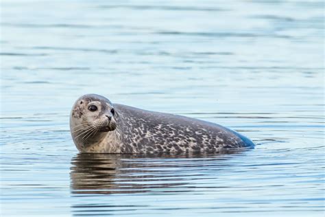 A Cute Harbor Seal on the Blue OceanFree Stock Photo