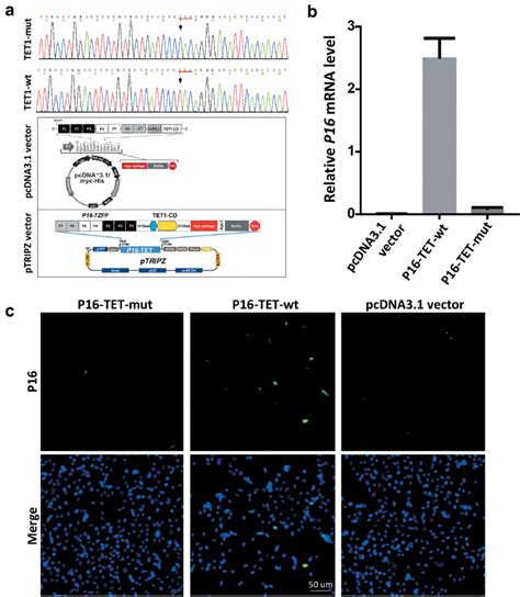 Reactivation Of Methylated P Alleles In H Cells Days After